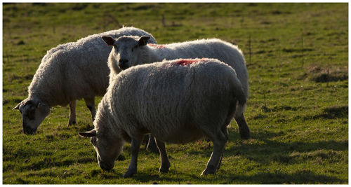 Sheep in a field
