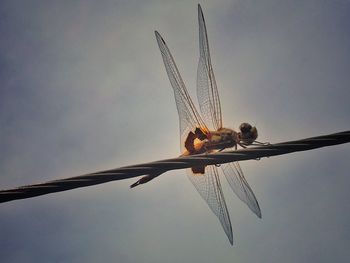 Low angle view of insect flying against sky