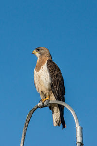Low angle view of owl perching against clear sky