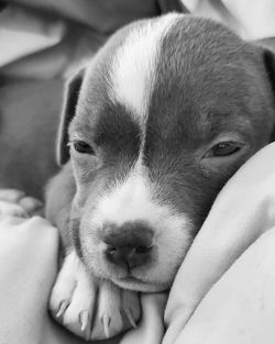 Close-up portrait of puppy