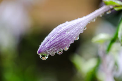 Close-up of wet flower bud during rainy season