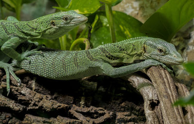 Close-up of a lizard on tree