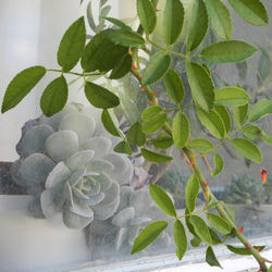 Close-up of potted plant