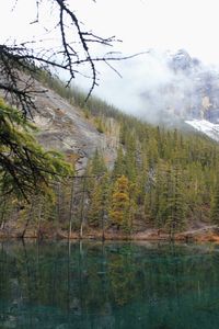 Scenic view of lake in forest