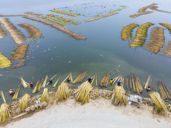 Farmers are busy separating jute fibre from stalks in a water body in natore district, bangladesh.
