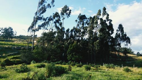 Plants and trees against sky