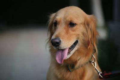 Close-up of dog looking away