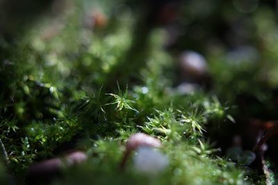 Close-up of fresh green plants