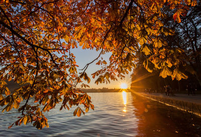 Autumn trees against sky during sunset