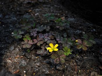 High angle view of small plant growing on field