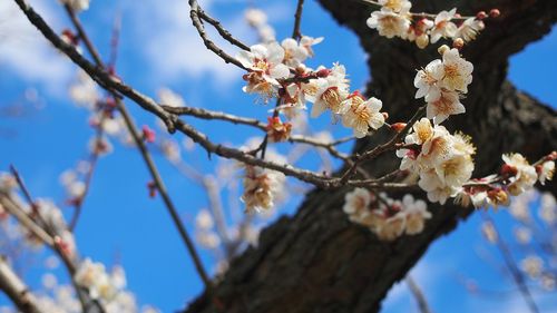 Close-up of cherry blossoms on sunny day