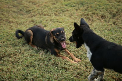 Black dog in a field