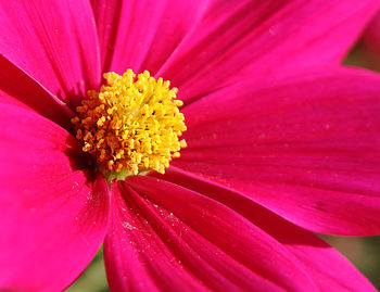 Detail shot of pink flower