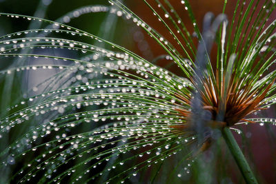 Close-up of wet plant