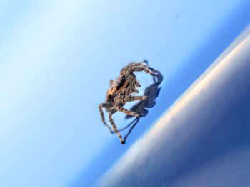 Close-up of spider on web