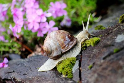 Close-up of snail