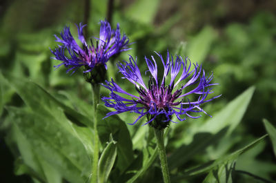 Close-up of purple flowering plant