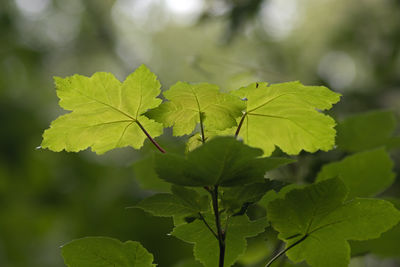 leaf