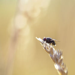 Close-up of fly on plant