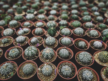 Full frame shot of succulent plants