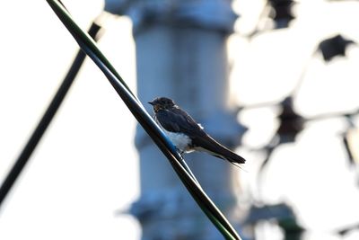 View of bird perching on cable