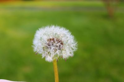 Close-up of dandelion flower