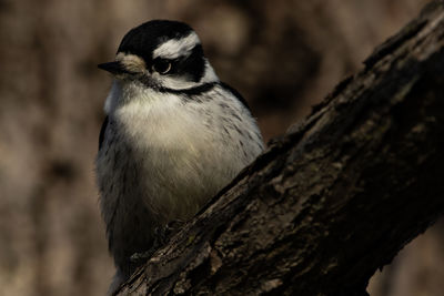 A downy woodpecker, picoides pubescens