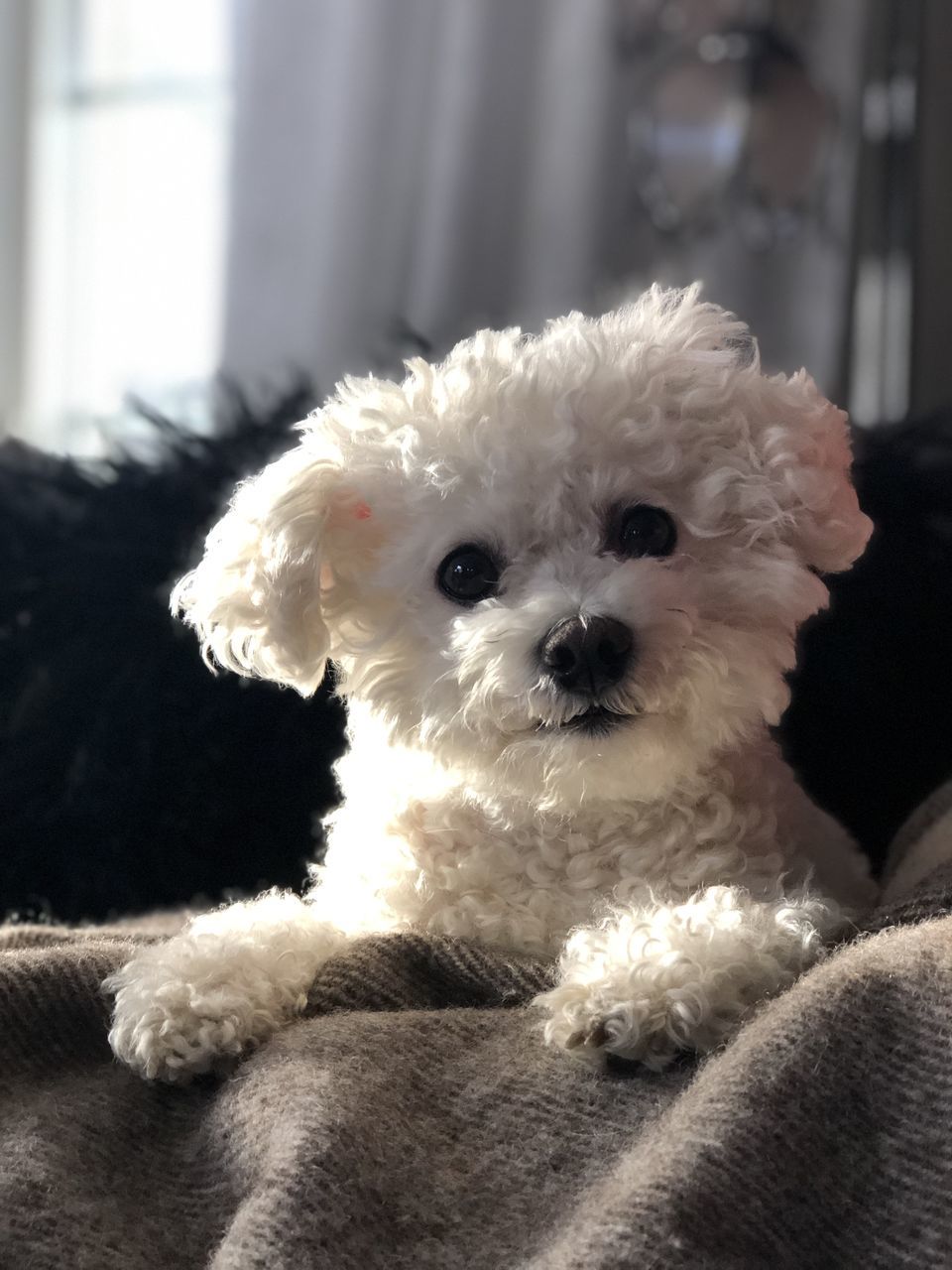 pet, domestic animals, dog, canine, mammal, one animal, animal themes, animal, cute, indoors, bichon, poodle, lap dog, portrait, puppy, looking at camera, no people, bolognese, relaxation, home interior, sitting, white, young animal, focus on foreground, sofa