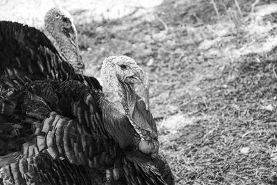 Close-up of a bird on field