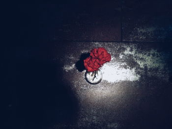 Close-up of red flower