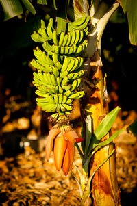 Close-up of plant against blurred background