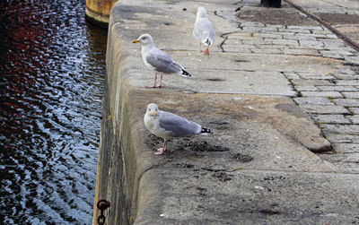 High angle view of seagulls perching on the wall