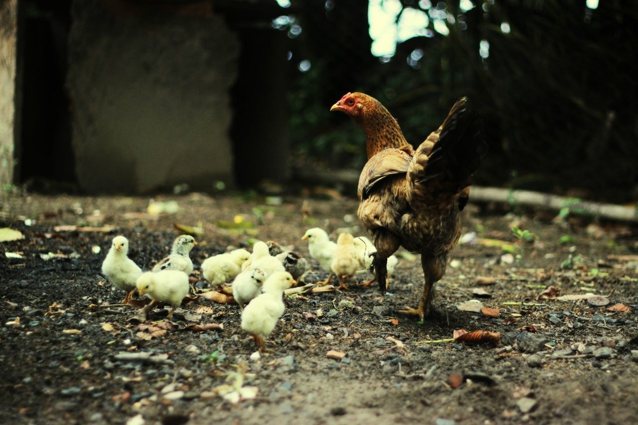 bird, chicken - bird, livestock, young bird, animal themes, hen, domestic animals, baby chicken, rooster, nature, no people, outdoors, young animal, agriculture, day, cockerel, large group of animals, close-up