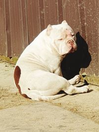 animal