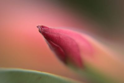 Close-up of pink flowers