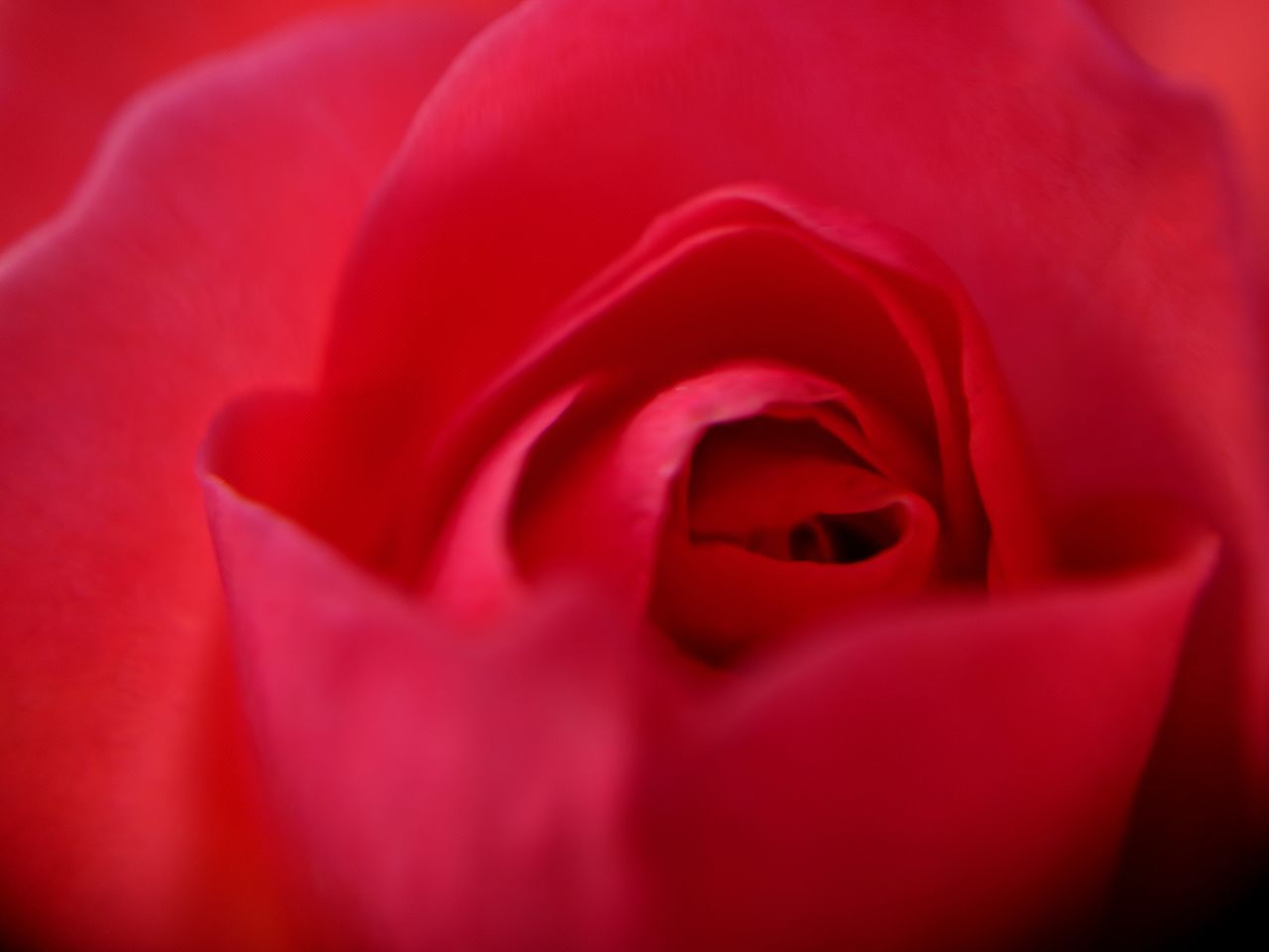 CLOSE UP OF RED ROSE HEAD