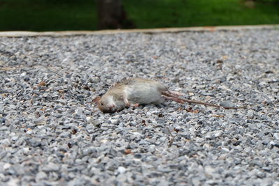 Close-up of lizard on ground