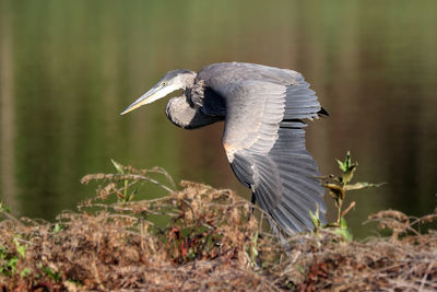 Side view of bird perching on field