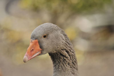 Close-up of a bird