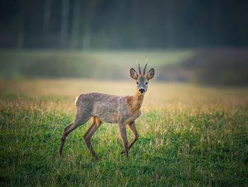 A beautiful portrait of young adult roe deer buck during spring sunrise. 