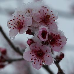 Close-up of wet pink flowers on branch