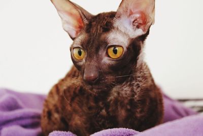 Portrait of cat on bed at home