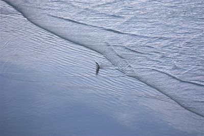 High angle view of bird in water