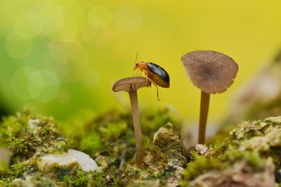 Closed up beetle on mushroom