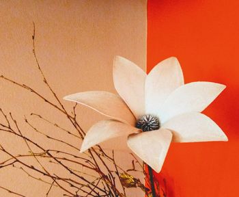 Close-up of white flower against wall