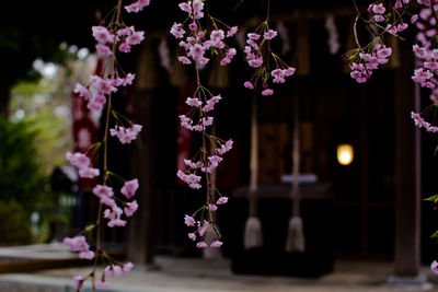 Close-up of pink flowering plant hanging outdoors