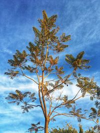 Low angle view of tree against sky