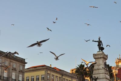 Birds flying in city