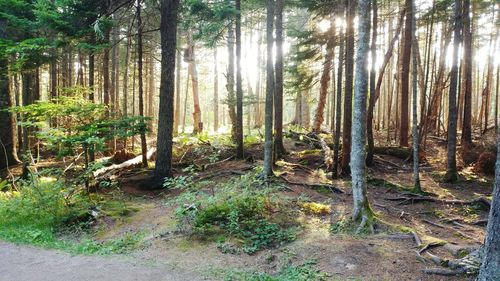 Trees in forest