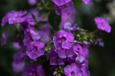 Close-up of purple flowering plant